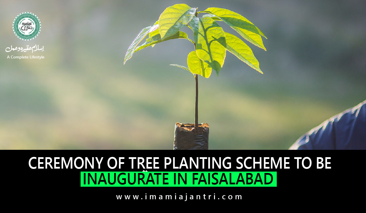 A tree planting scheme